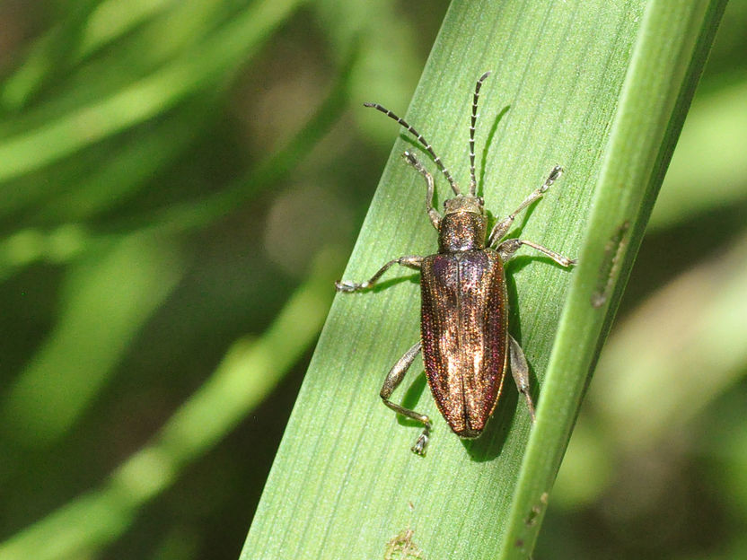 Reduced genome – flexible performance: How symbiotic bacteria with minimal genetic information support their host - Despite having only a tiny genome, the symbionts of reed beetles can adapt their gene activity flexibly to the developmental stages and ambient temperatures of their hosts
