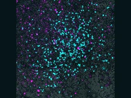Usare i batteri per introdurre i virus nei tumori