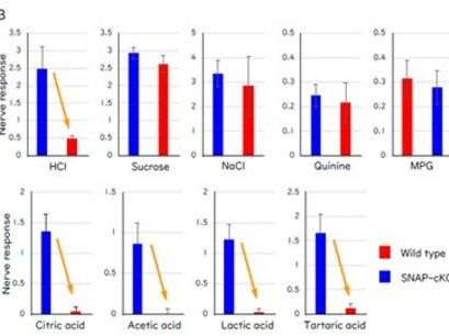 Sensation d'aigreur : comment SNAP25 alimente les signaux gustatifs et maintient les cellules sensorielles en vie