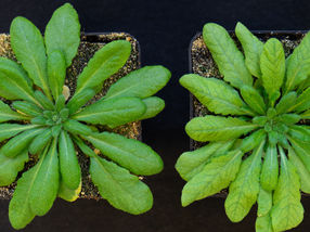 How amino acids are transported in plants