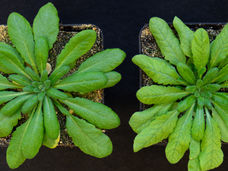 Comment les acides aminés sont-ils transportés dans les plantes ?