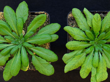 Comment les acides aminés sont-ils transportés dans les plantes ?