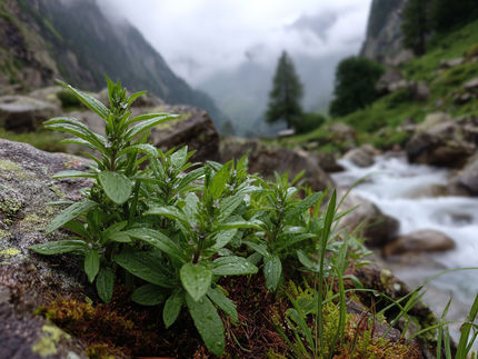 Hidratação à base de plantas: Ricola e waterdrop lançam produtos conjuntos