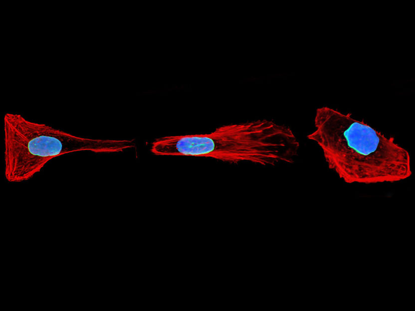 Cellular memory: How cells move cleverly through the body