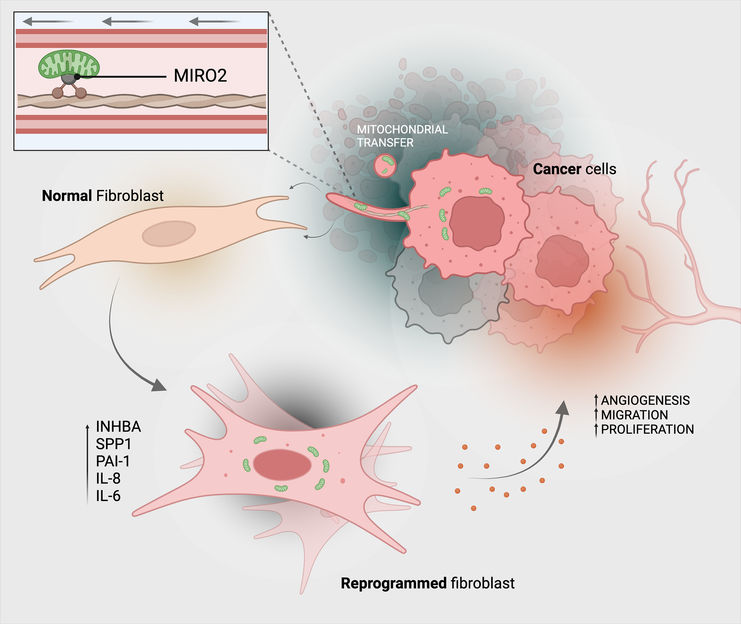Michael Cangkrama / ETH Zurich / BioRender