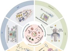 Innovative food processing technologies: a path to nutritional efficiency in staple crops