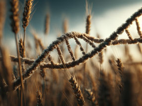 Breakthrough: Wheat that makes its own fertilizer