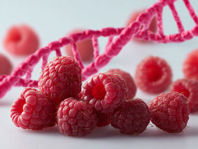 À la recherche de la framboise parfaite