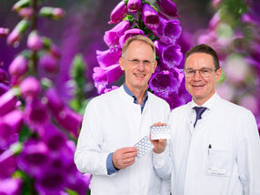 Comprovado cientificamente pela primeira vez: o ingrediente ativo da dedaleira vermelha ajuda na insuficiência cardíaca