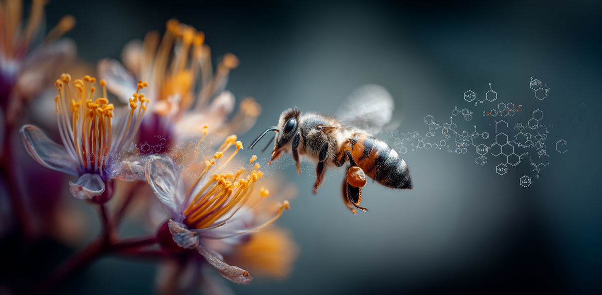 PFAS nelle api da miele: gli insetti consentono il monitoraggio degli inquinanti nell'ambiente
