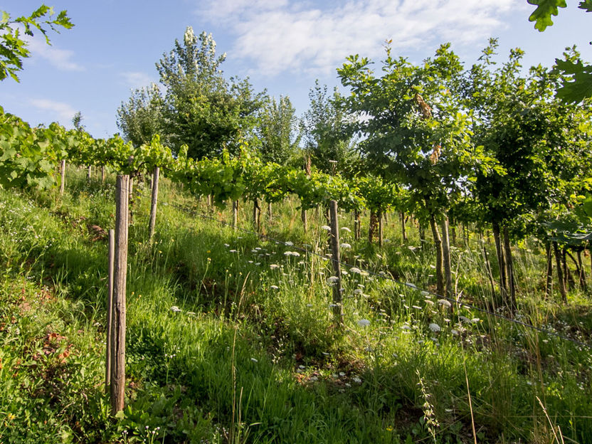 Bäume stärken Reben – bei gleicher Weinqualität - Agroforst im Weinbau