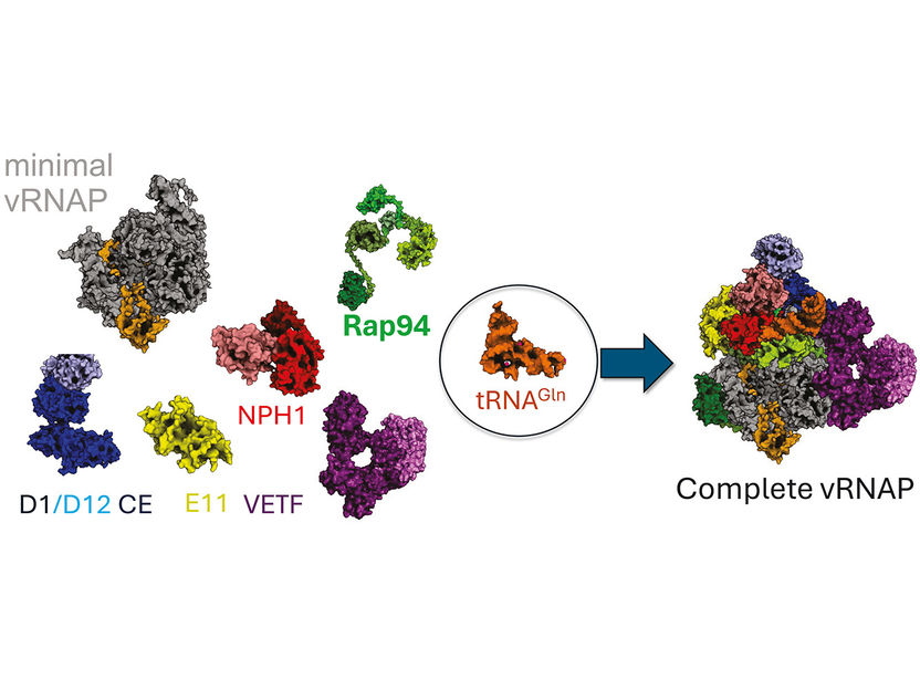 Ein Survival Kit für Pockenviren - Entdeckung eines überraschenden Akteurs