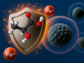 From muscle soreness molecule to protective shield
