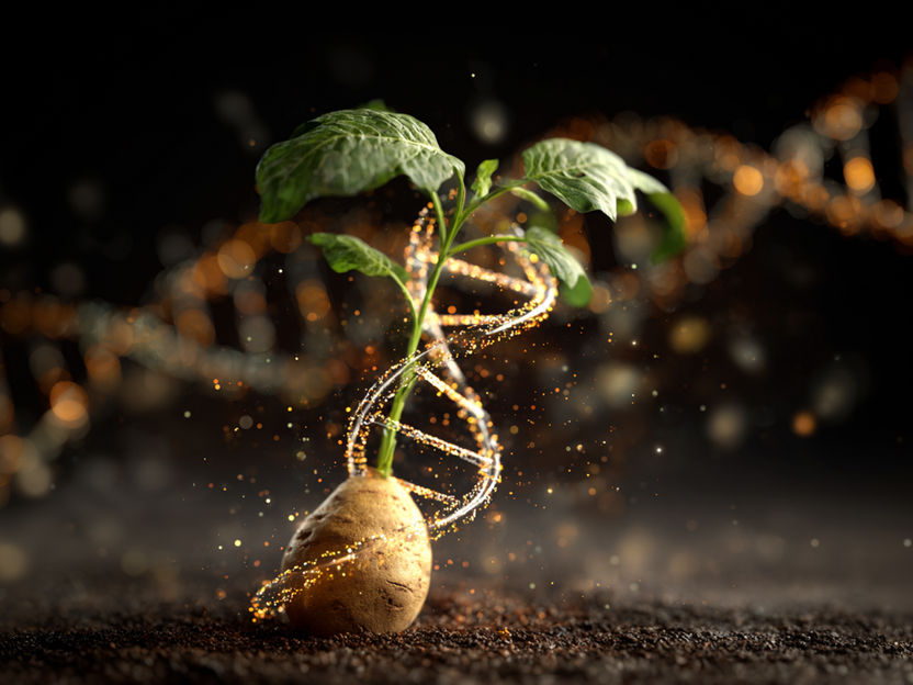 6.357 Kartoffelvariationen im Test - Erbgut aller Kartoffeln in deutscher Genbank entschlüsseln