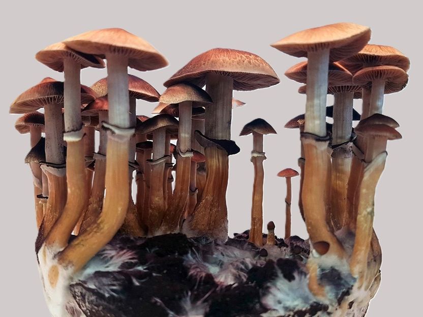 Les champignons magiques inventent deux fois leur composé actif - Une nouvelle étude montre que les différents types de champignons utilisent des méthodes complètement différentes pour produire la substance psychoactive psilocybine