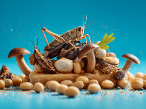 Mischung aus Insekten-, Pflanzen- und kultivierten Proteinen für gesündere, umweltfreundlichere und schmackhaftere Lebensmittel