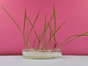 Proven: Cereal Plants Absorb Nanoplastics