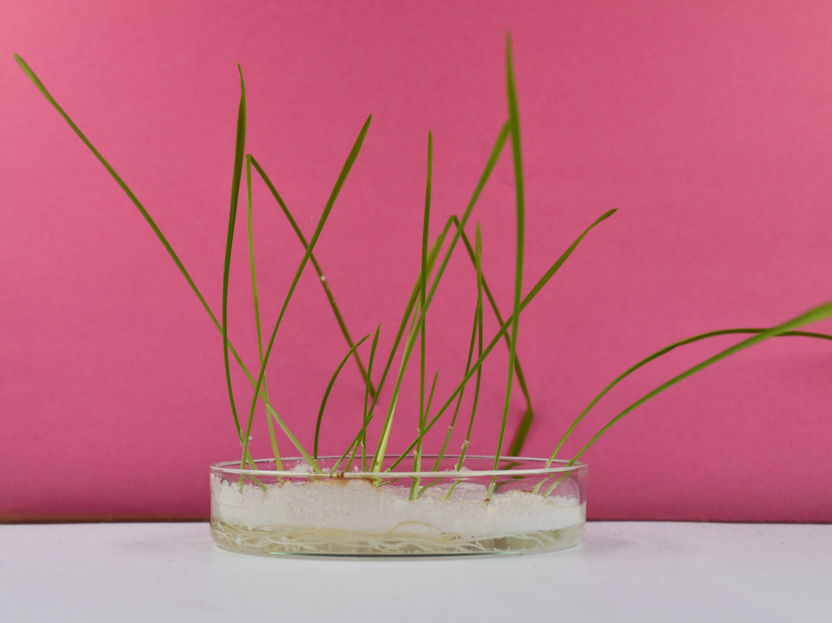 Nachgewiesen: Getreidepflanzen nehmen Nanoplastik auf - Goldmarkierung macht Partikel sichtbar