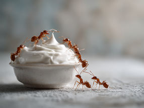 Making yogurt with ants