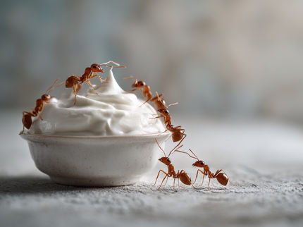 Faire du yaourt avec des fourmis