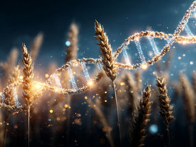 A descoberta de uma nova diversidade no trigo poderá constituir uma solução urgente para a segurança alimentar mundial