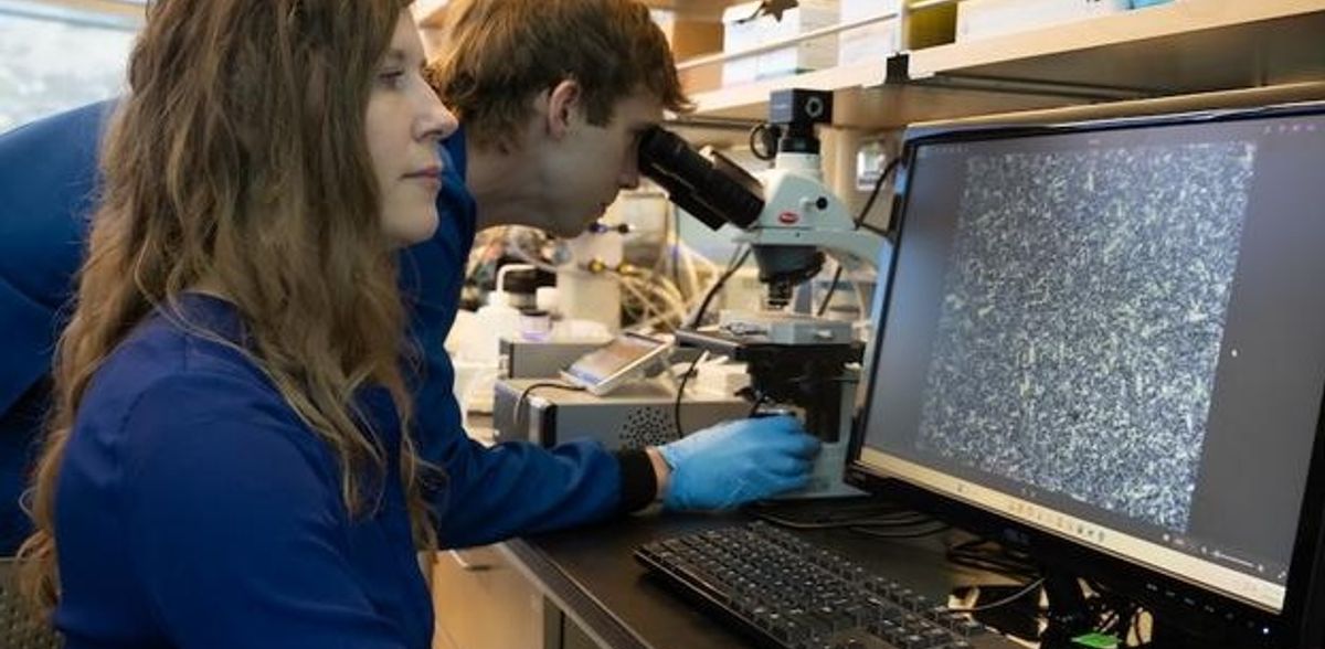 Uma proteína sintetizada a partir do sangue de peixe pode impedir que os alimentos e os medicamentos congelem