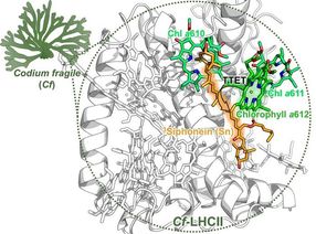 Photosynthesis without the burn