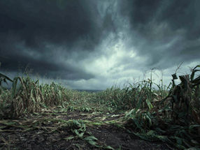 Crop-killing pathogen found to disable plant ‘alarm system’