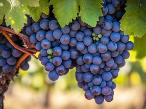 VINUM German Red Wine Award 2025: Classic at its best - The renaissance of great German red wines