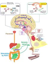 Astringent, sharper mind: Flavanols trigger brain activity for memory and stress response