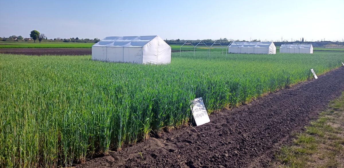 IPK Leibniz-Institut/ S. Dreissig