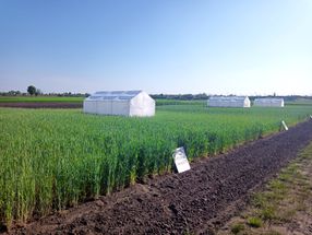 Plantas bajo estrés: cómo el centeno reorganiza sus genes