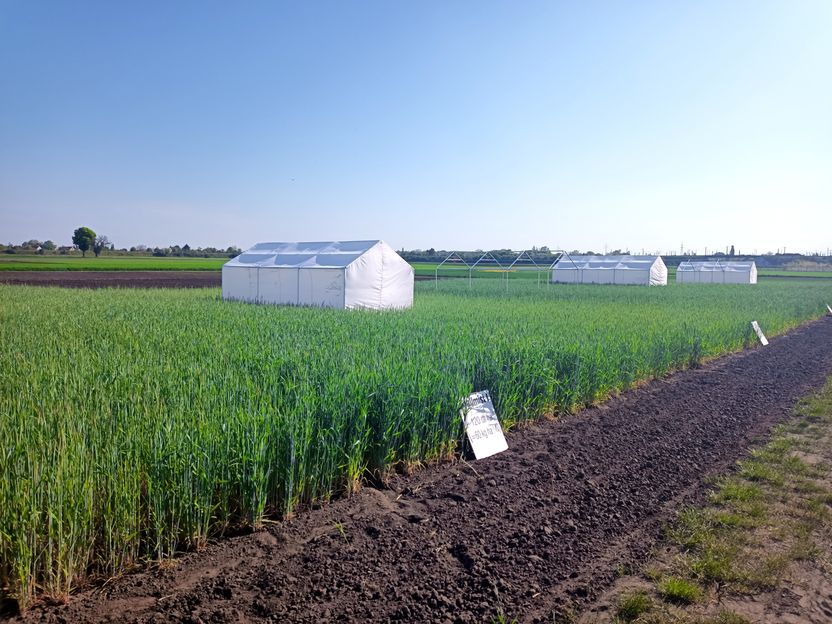 Plants under stress: How rye rearranges its genes