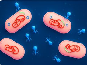 Bakterien nutzen Viren, um ihre eigenen Abwehrmechanismen zu verbreiten