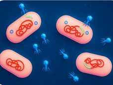 Les bactéries empruntent des virus pour étendre leurs propres défenses