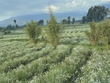 Pesticidi sostenibili per l'agricoltura