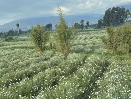 Pesticidi sostenibili per l'agricoltura