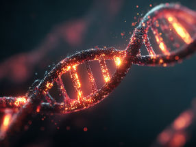 L'ADN viral ancien façonne les placentas humains modernes