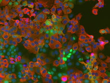 Newly Discovered Host Mechanism in Coronaviruses