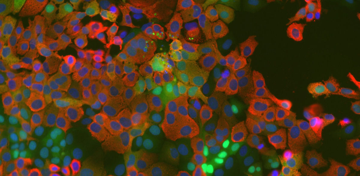 © Molekulare und medizinische Virologie