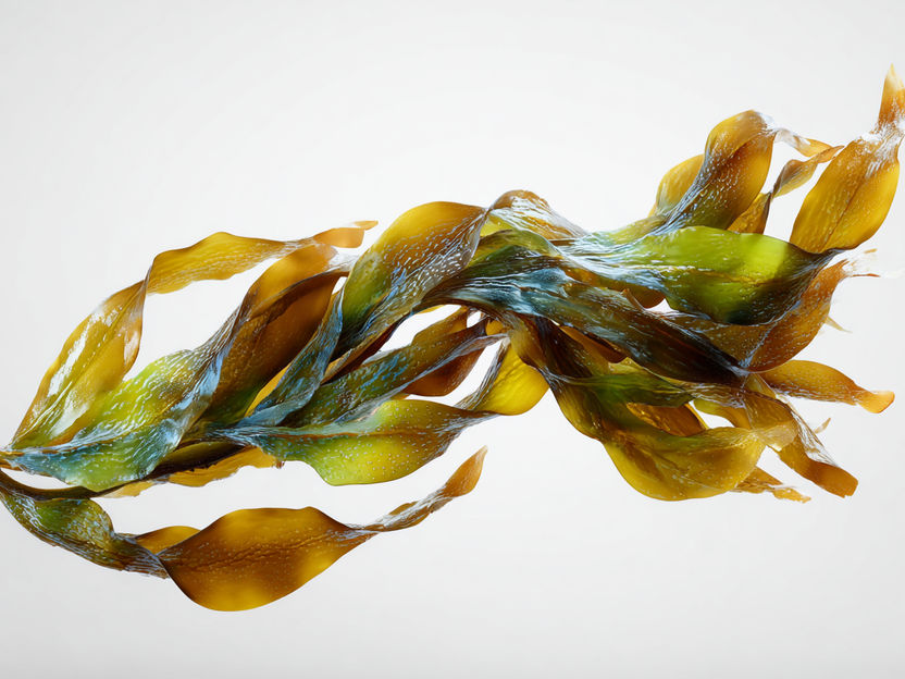 Une start-up de l'UConn révolutionne la conservation des aliments... grâce au varech - Un financement de départ aidera Atlantic Sea Solutions à développer un prototype de son revêtement alimentaire comestible - "Il s'agit d'un nouveau créneau, d'une utilisation pionnière"