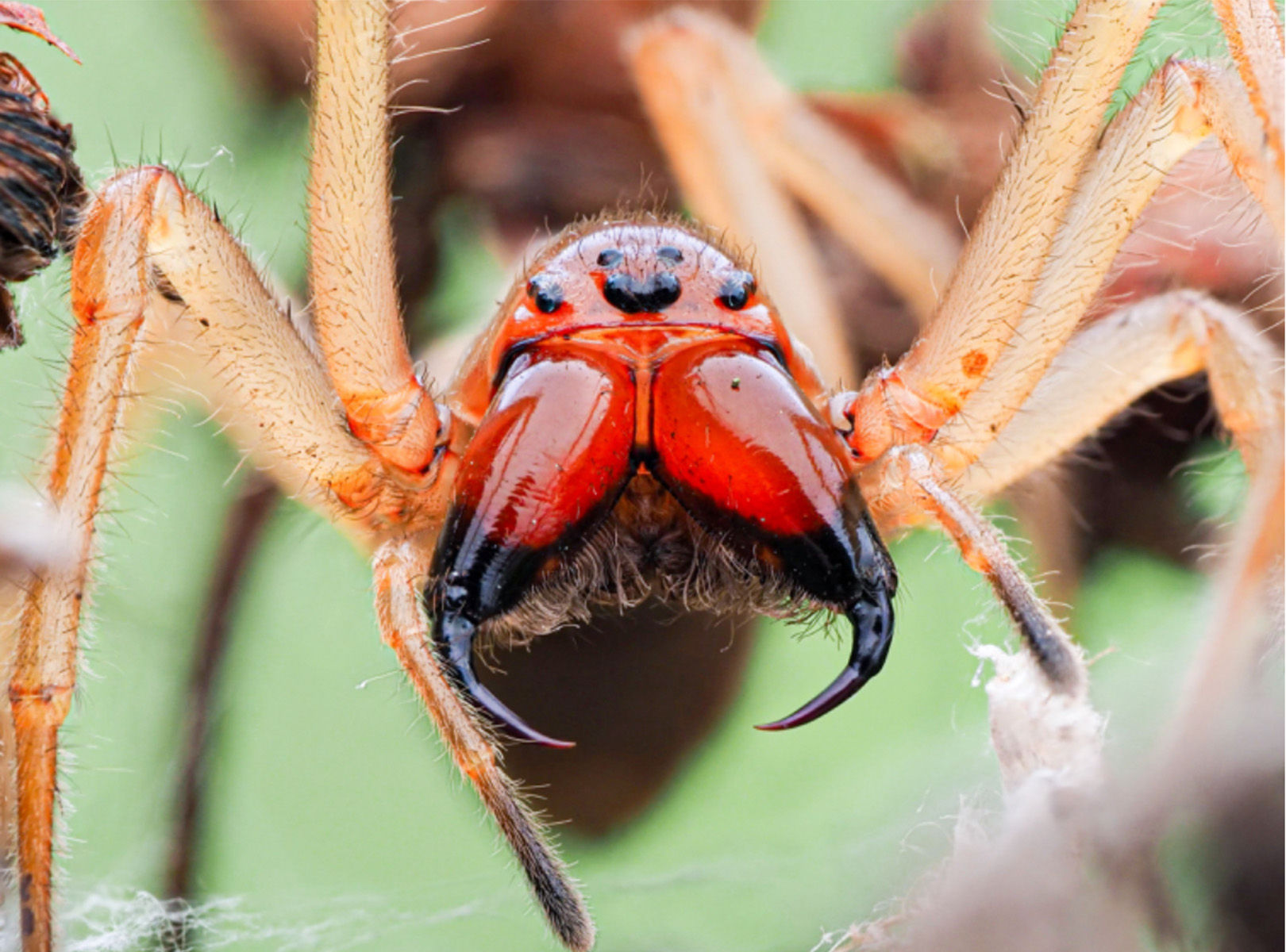 The spider with the bee venom - New perspectives for the search
