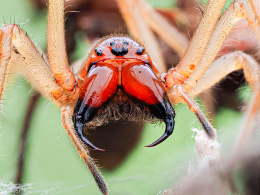 Die Spinne mit dem Bienengift – Neue Perspektiven für die Suche nach Wirkstoffen gegen zellbasierte Krankheiten - Forschende entschlüsseln das Toxinarsenal der giftigsten heimischen Spinnenart