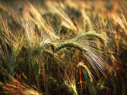 Piccolo gene, grande effetto: come il gene MKK3 controlla la dormienza nell'orzo