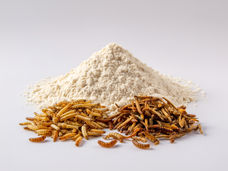 Nuovi finanziamenti per la ricerca sulla farina di insetti