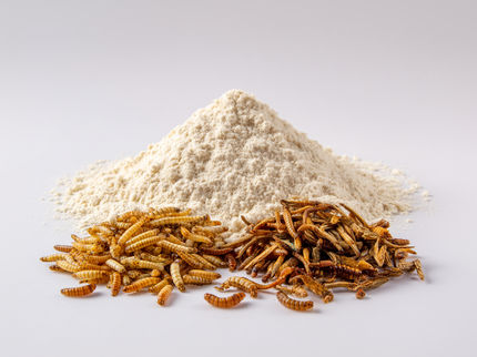 Nuovi finanziamenti per la ricerca sulla farina di insetti