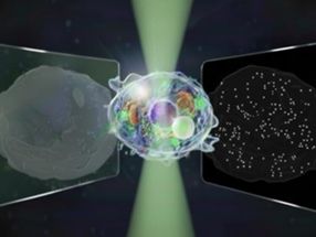 Il "Grande Microscopio Unificato" è in grado di vedere strutture sia su micro che su nanoscala