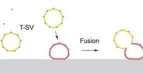 Ein Toxin mit überraschender Eigenschaft