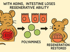 Small molecules, big impact: Polyamines promote regeneration in aged intestines