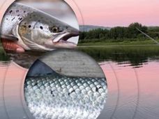 Uma nova ferramenta de aprendizagem profunda pode dizer se o seu salmão é selvagem ou de viveiro